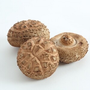 (양양킹버섯) 무농약 친환경 화고 생 표고버섯(1KG, 2KG, 3KG, 5KG, 10KG)